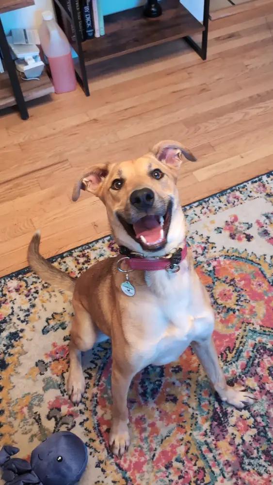 Esme, Adoptable, Adult Female Shepherd & Weimaraner.