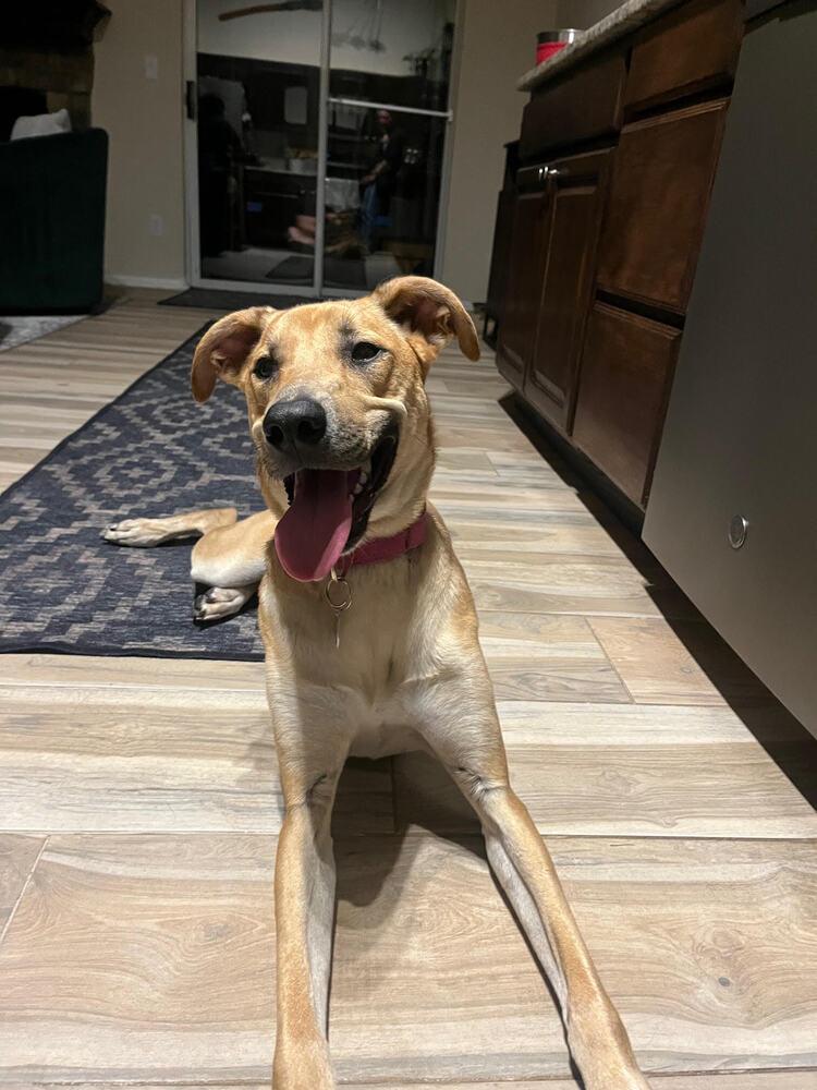 Enlarge Esme, a Adoptable mixed breed in Littleton, CO image 2/6