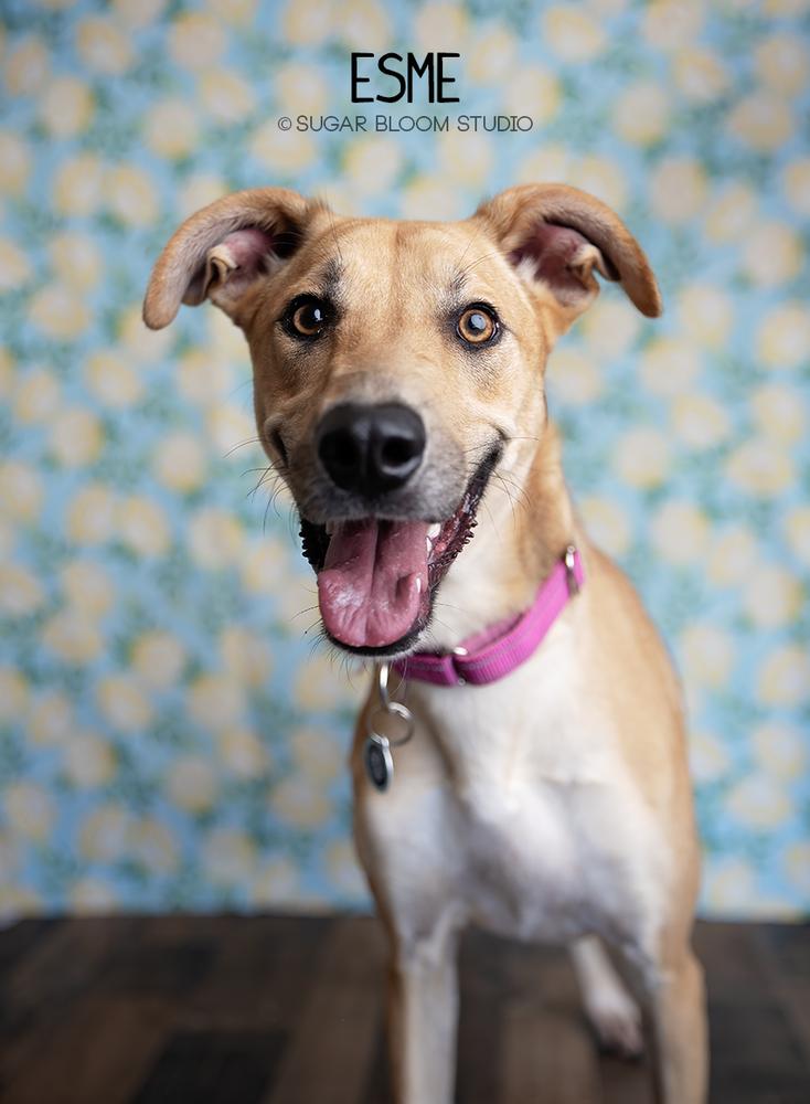 Enlarge Esme, a Adoptable mixed breed in Littleton, CO image 3/6