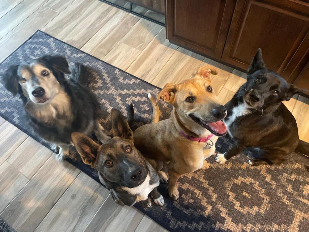 Enlarge Esme, a Adoptable mixed breed in Littleton, CO image 4/6