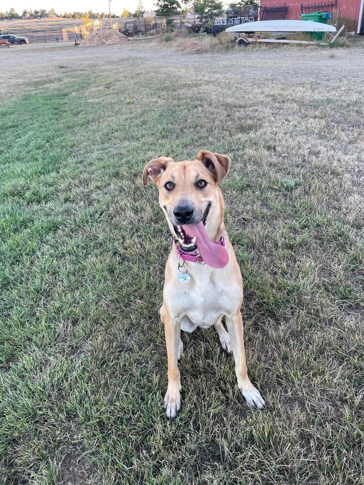 Enlarge Esme, a Adoptable mixed breed in Littleton, CO image 5/6