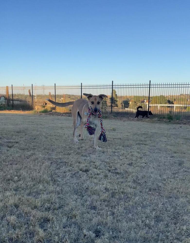 Enlarge Esme, a Adoptable mixed breed in Littleton, CO image 6/6