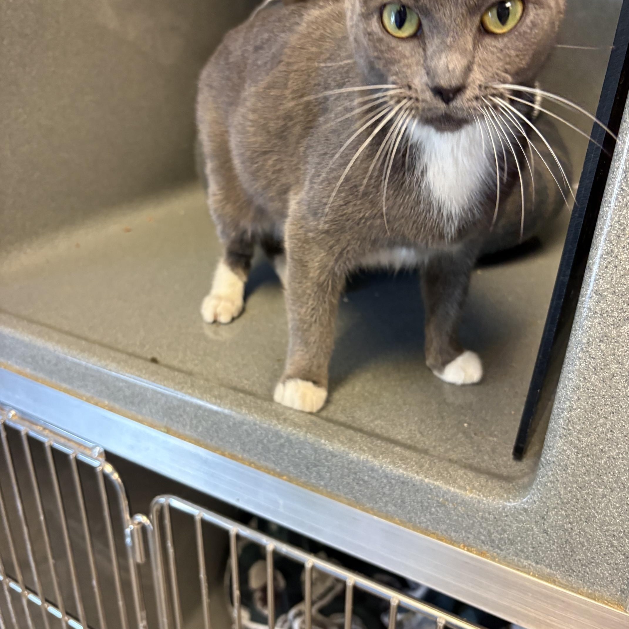 Misty, a ADOPTABLE Domestic Short Hair in Oberlin, OH image 4/5