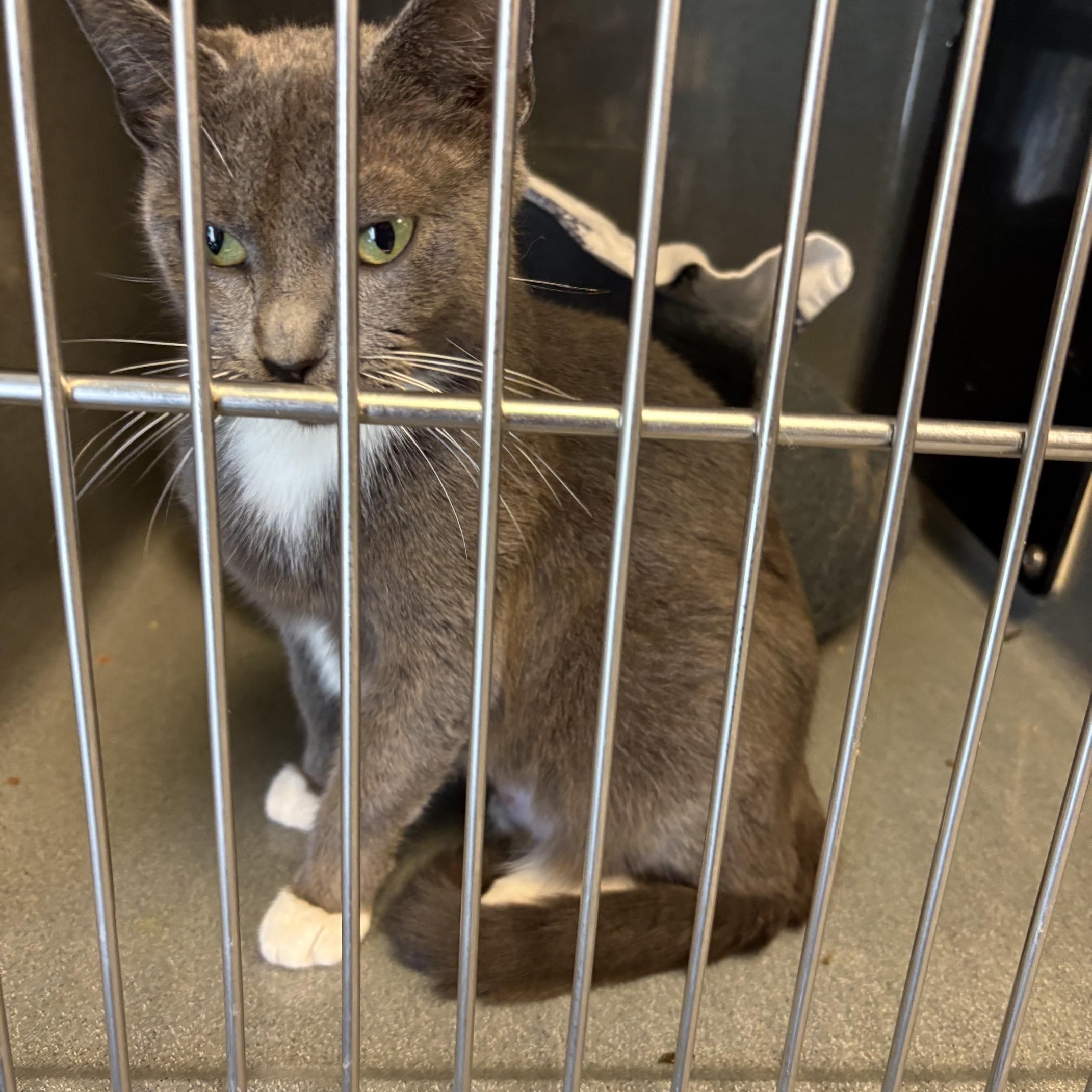Misty, a ADOPTABLE Domestic Short Hair in Oberlin, OH image 3/5