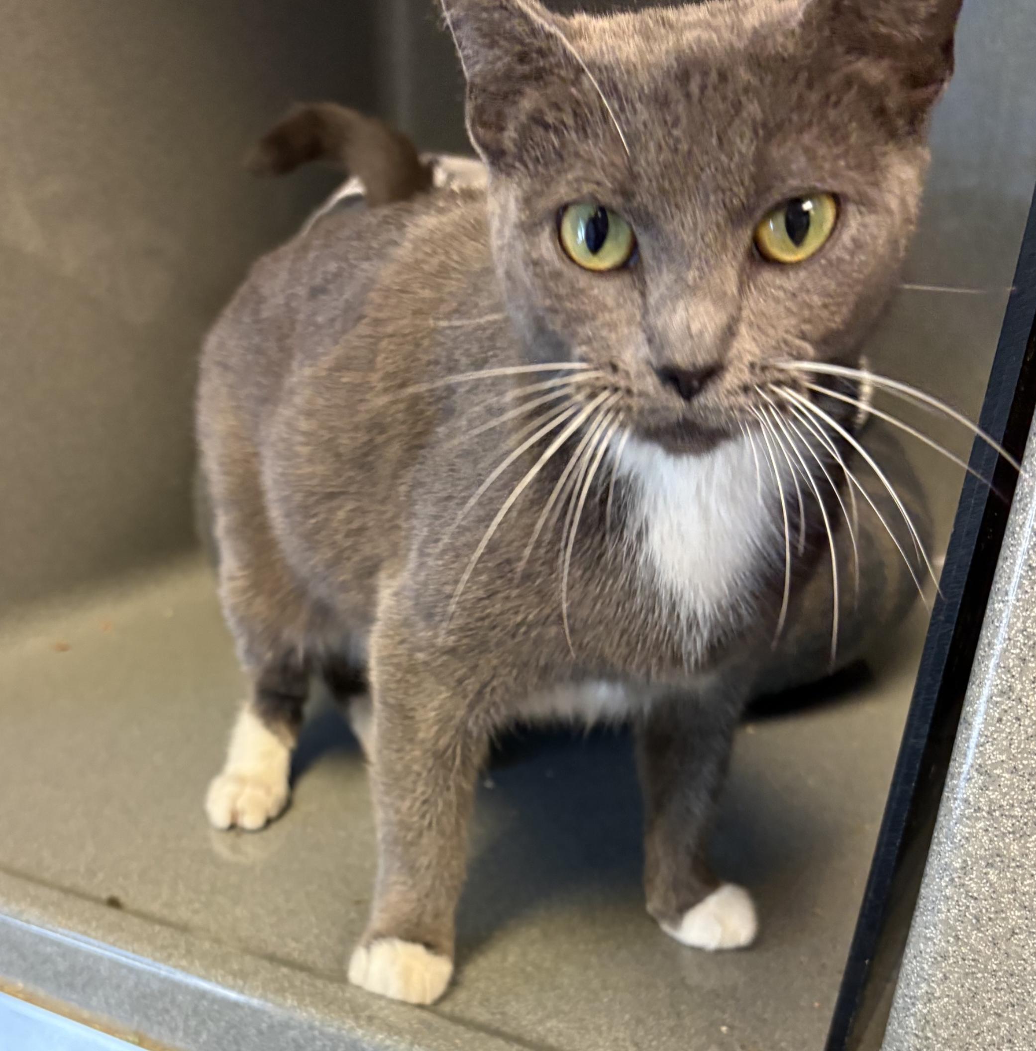 Misty, a ADOPTABLE Domestic Short Hair in Oberlin, OH image 1/5