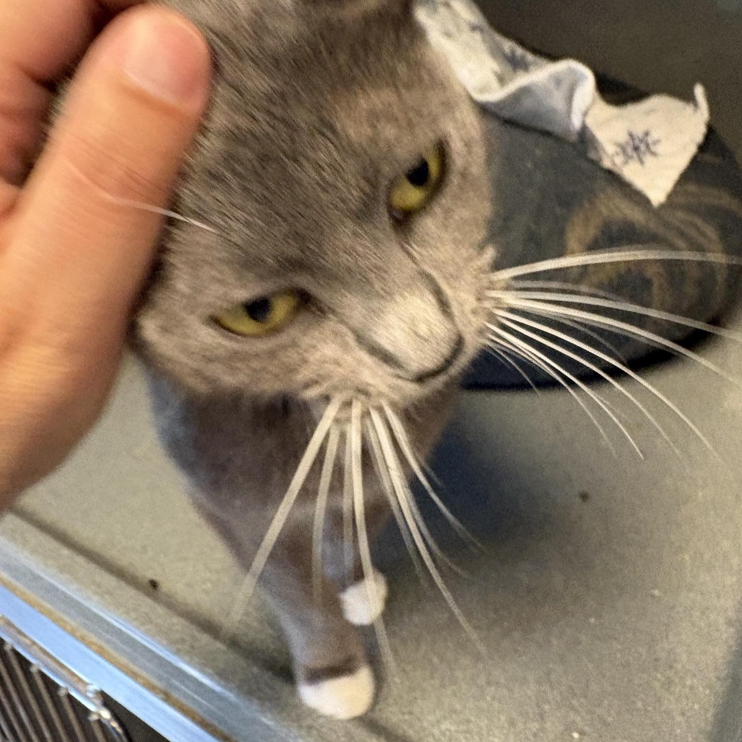 Misty, a ADOPTABLE Domestic Short Hair in Oberlin, OH image 5/5