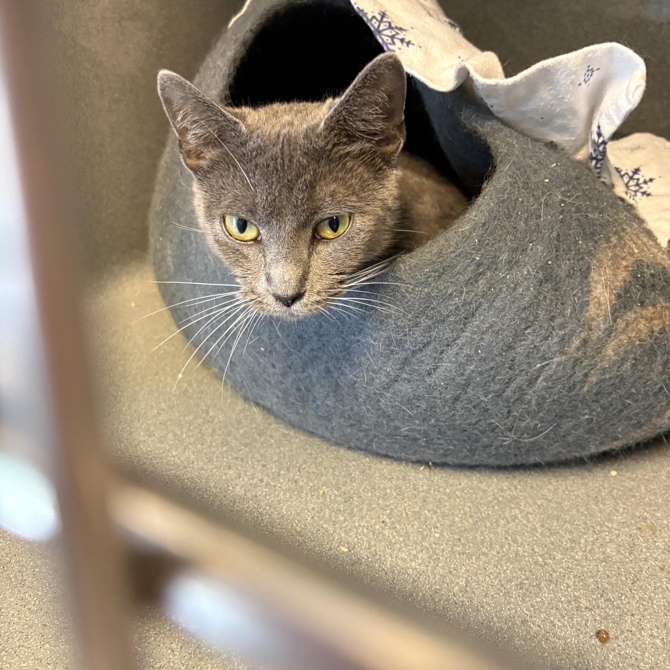 Misty, a ADOPTABLE Domestic Short Hair in Oberlin, OH image 2/5