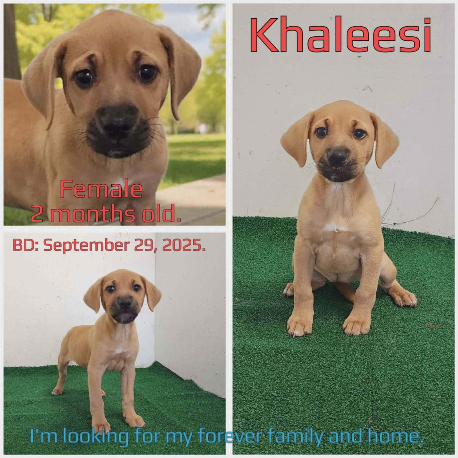 Khaleesi, Adoptable, Puppy Female Terrier.