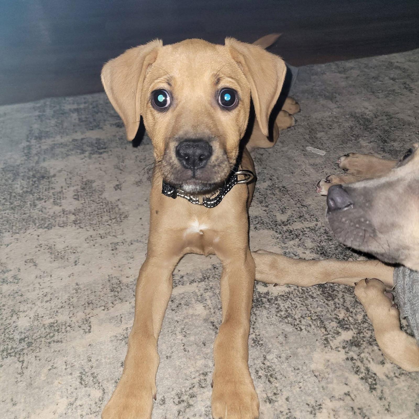 Enlarge Khaleesi, a Adoptable Terrier in New London, WI image 2/2