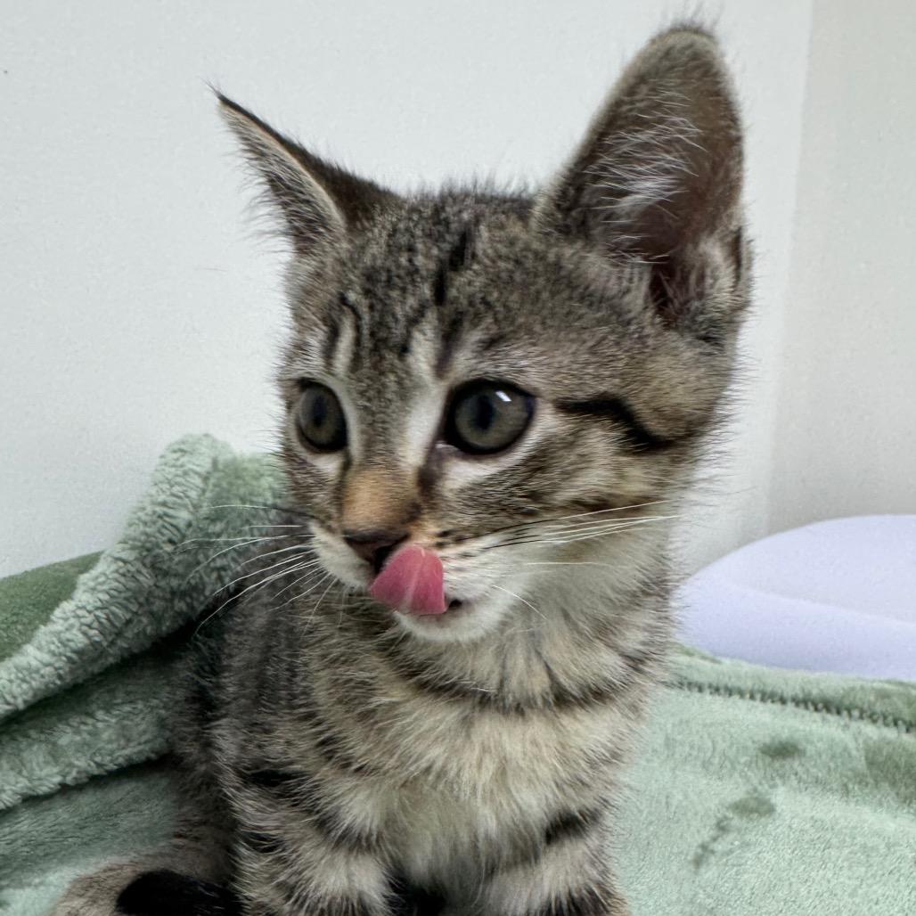 Firefly, Adoptable, Kitten Female Domestic Short Hair.