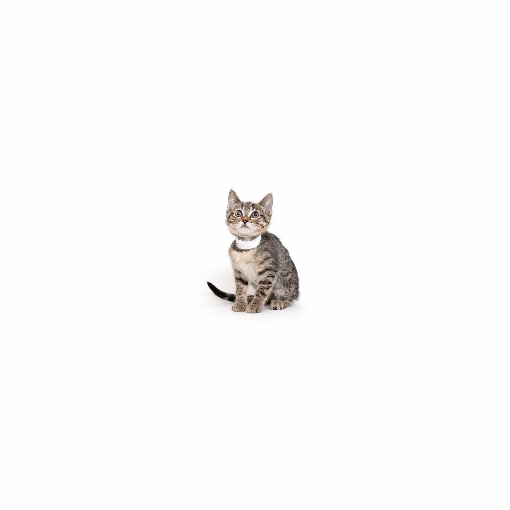 Enlarge Firefly, a Adoptable Domestic Short Hair in Playa Vista, CA image 2/3
