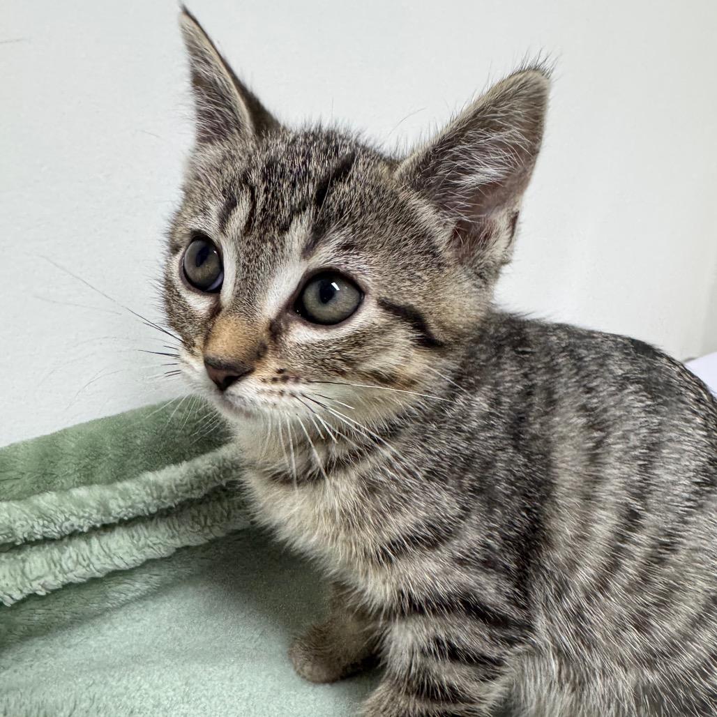 Enlarge Firefly, a Adoptable Domestic Short Hair in Playa Vista, CA image 3/3
