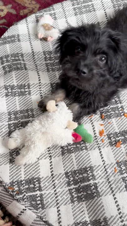 Enlarge Merritt, an adopted mixed breed in allentown, PA video 2/3