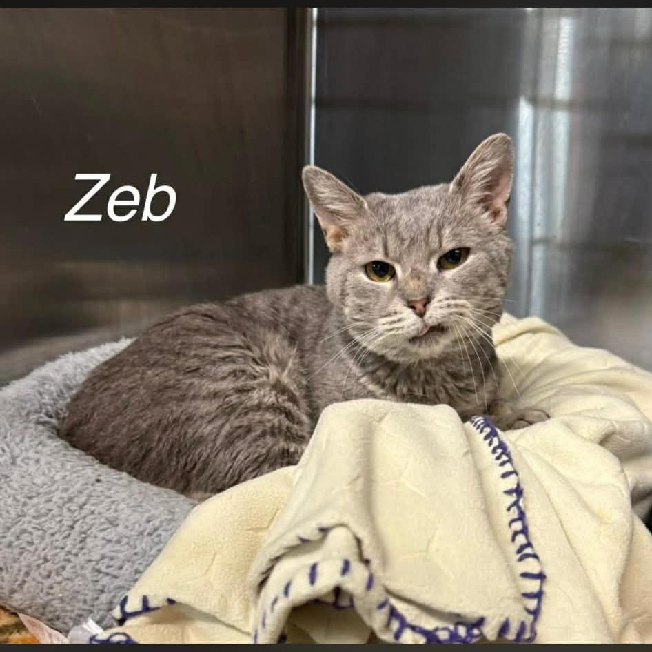 Enlarge Zeb, a ADOPTABLE Tabby in Mount Airy, NC image 1/1