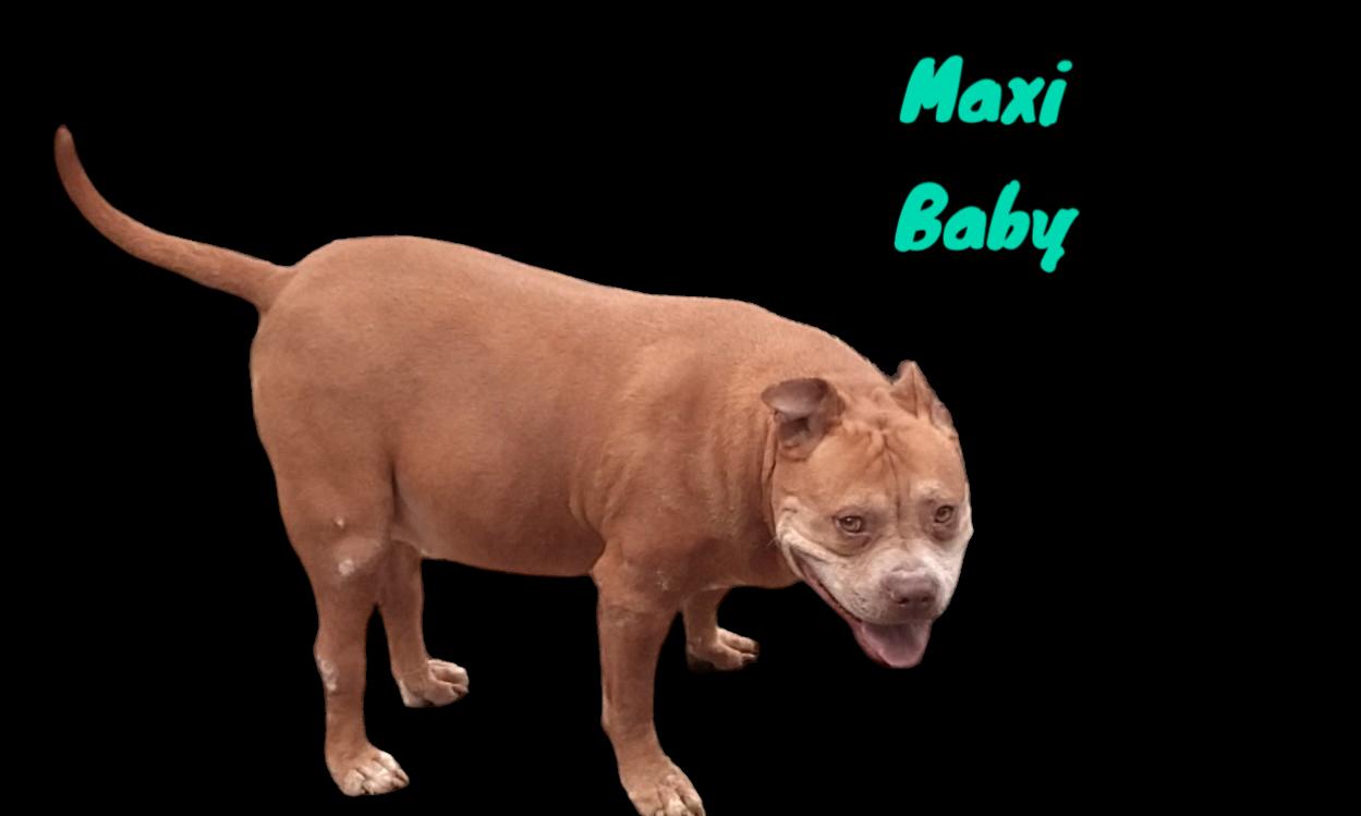 Maximus, Adult Male American Bully