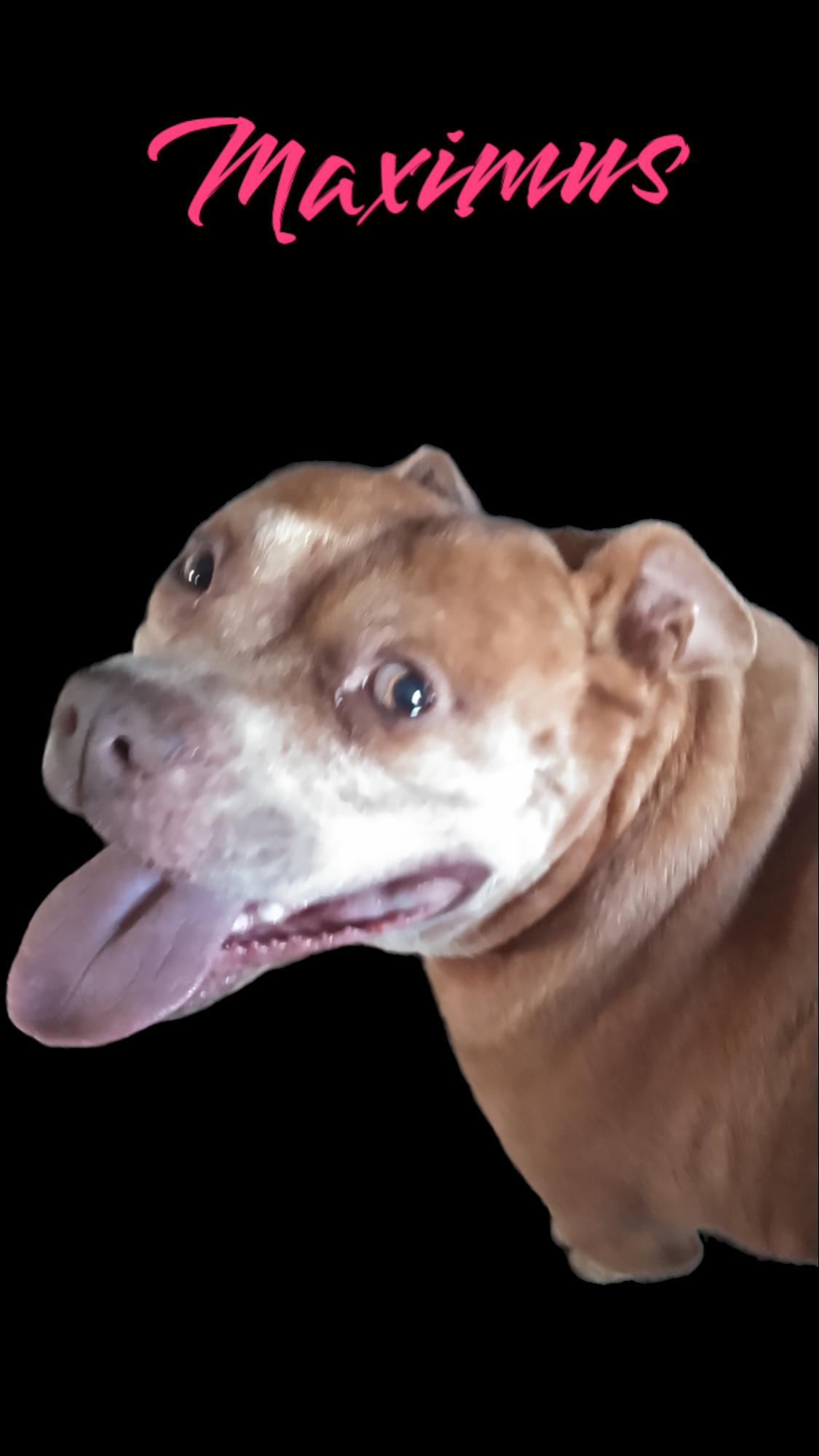 Maximus photo 2