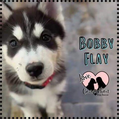 Bobby Flay