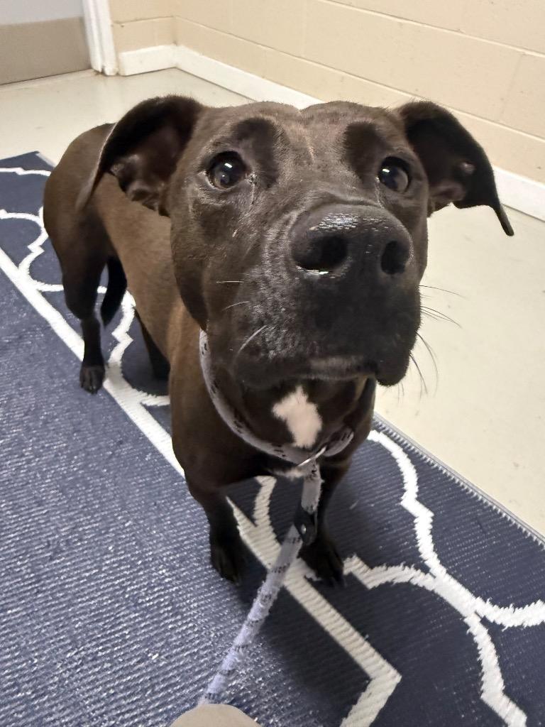Enlarge Amelia, a Adoptable mixed breed in Metter, GA image 1/1