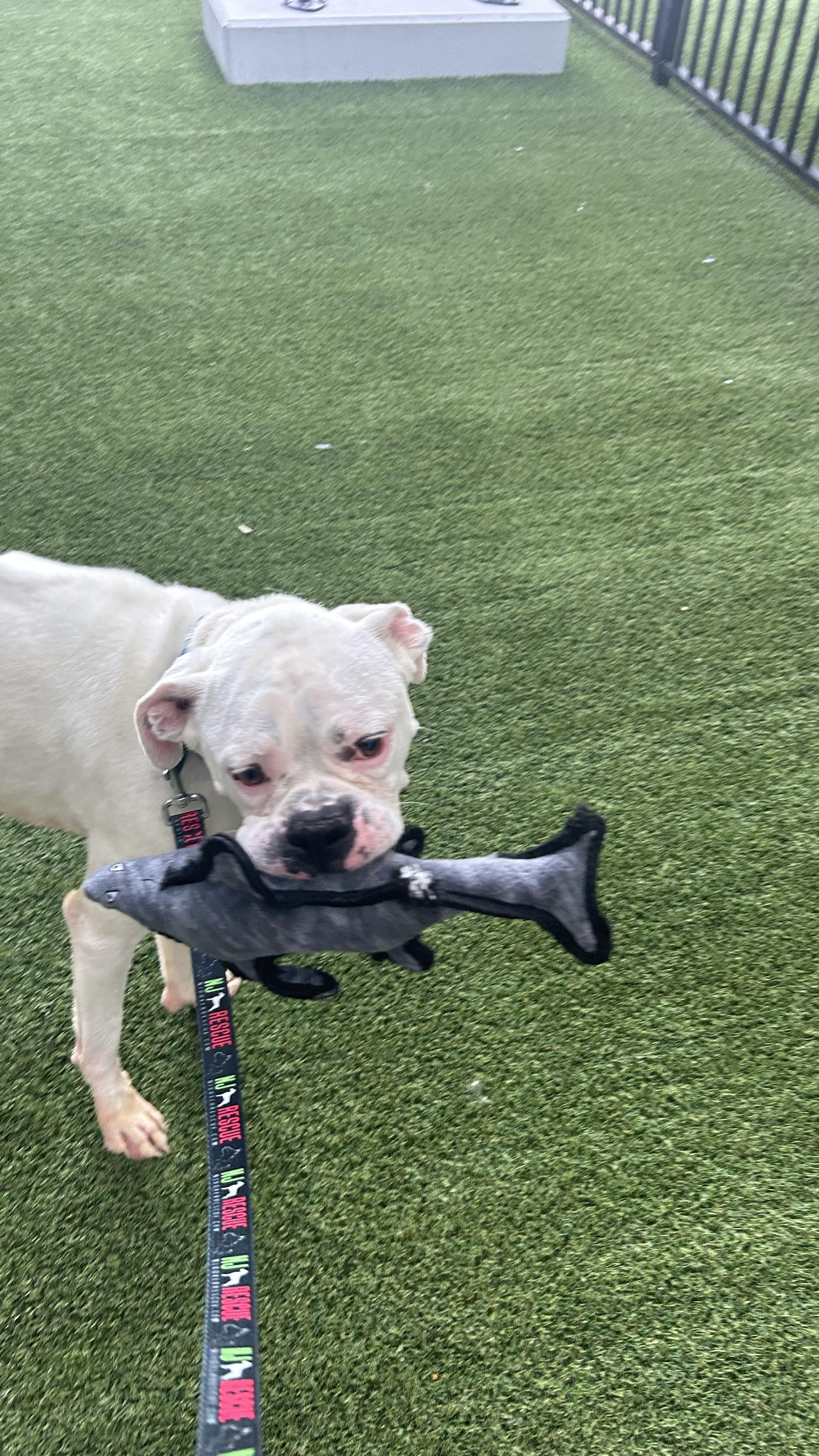 Ghost 2, an adopted Boxer in Middlesex, NJ image 4/6
