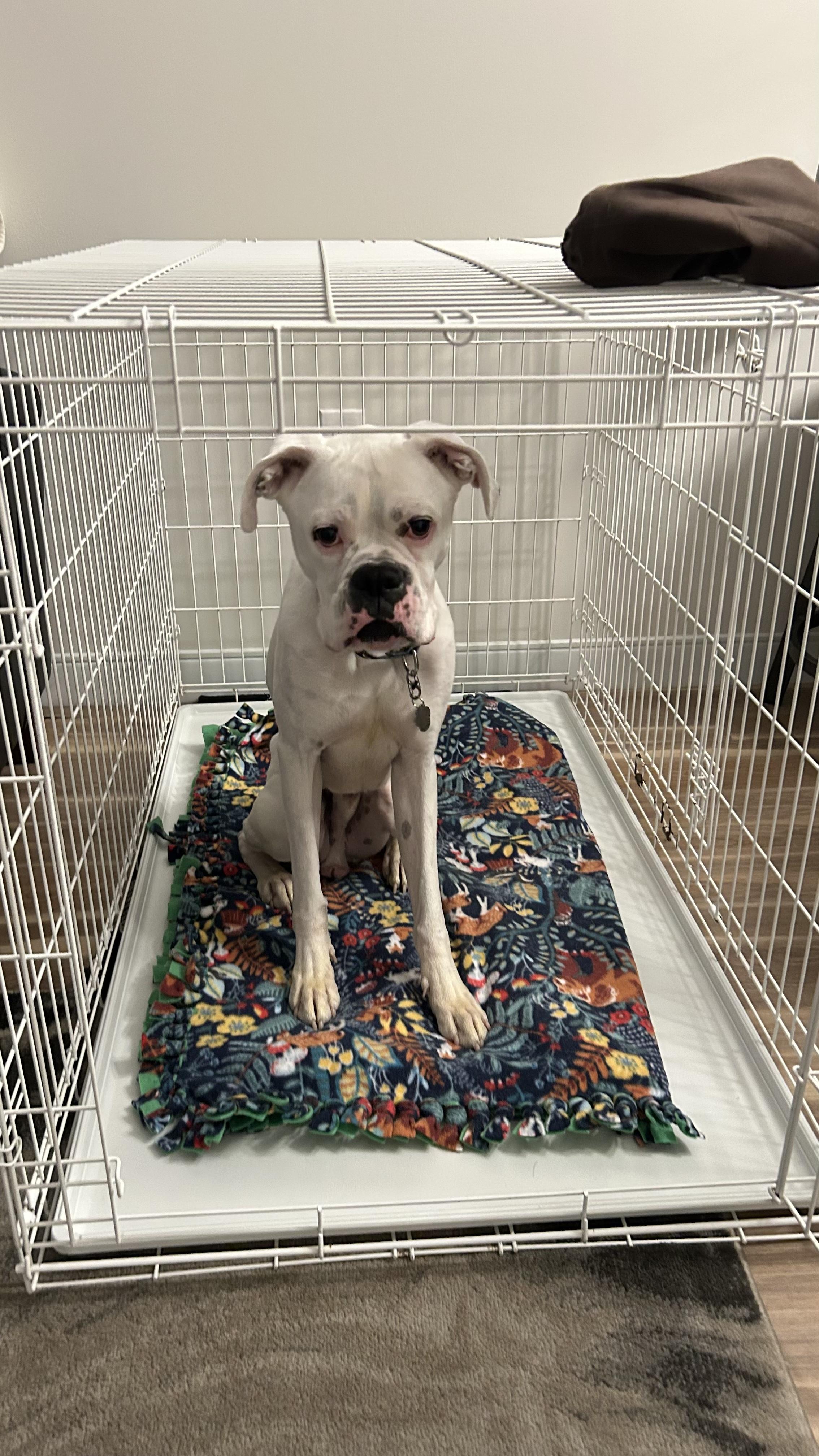Ghost 2, an adopted Boxer in Middlesex, NJ image 5/6