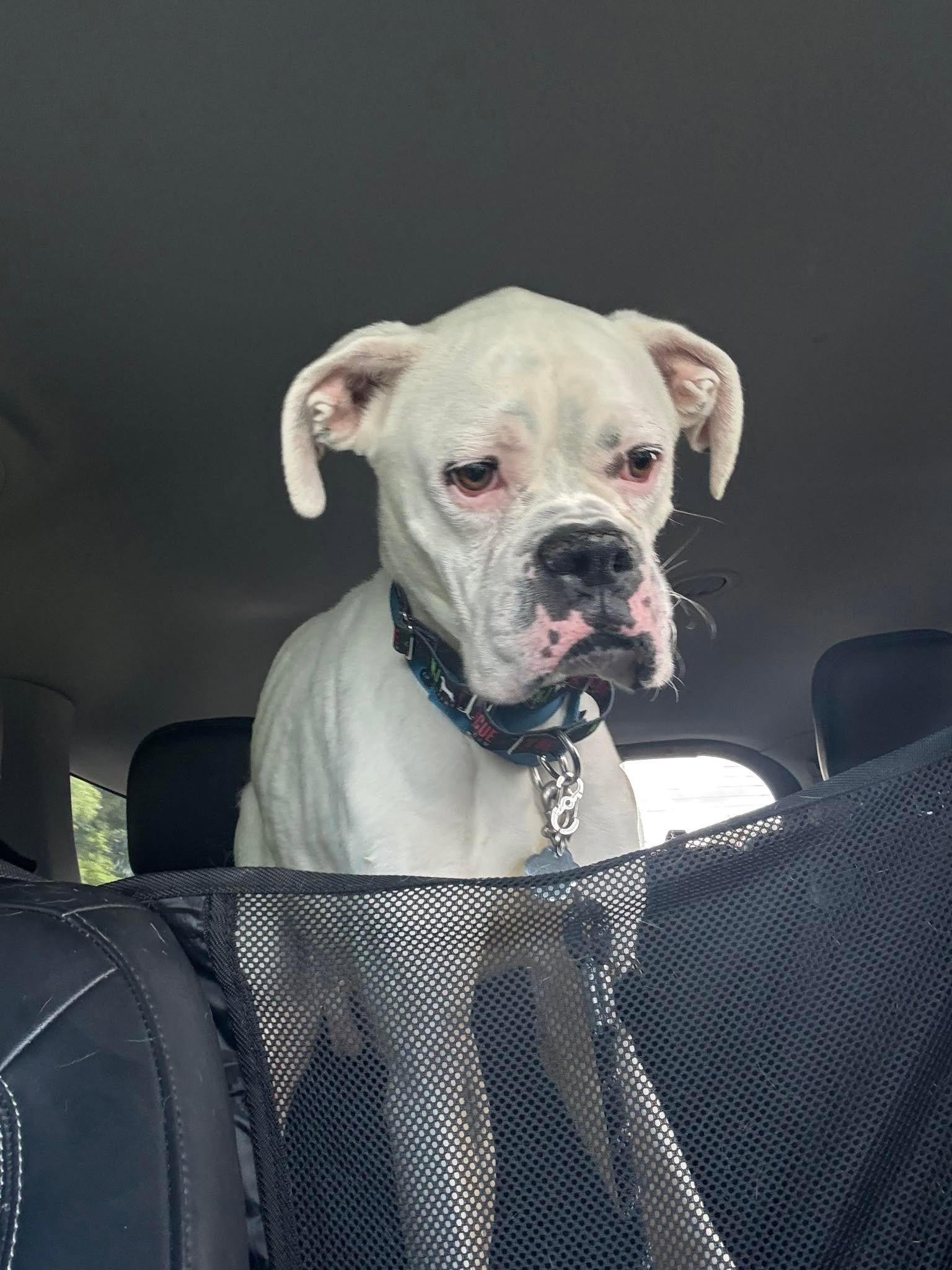 Ghost 2, adopted, Adult Male Boxer.