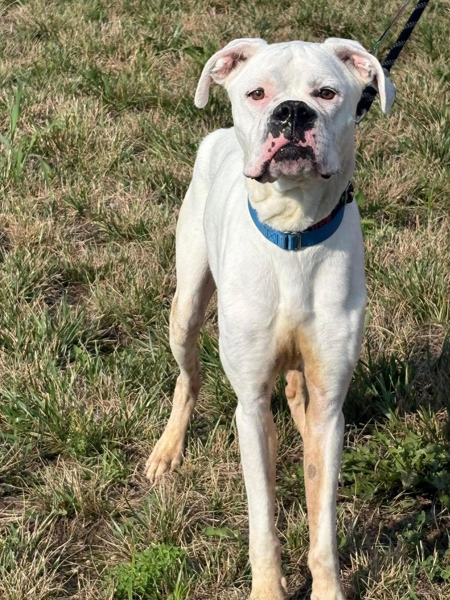 Ghost 2, an adopted Boxer in Middlesex, NJ image 3/6