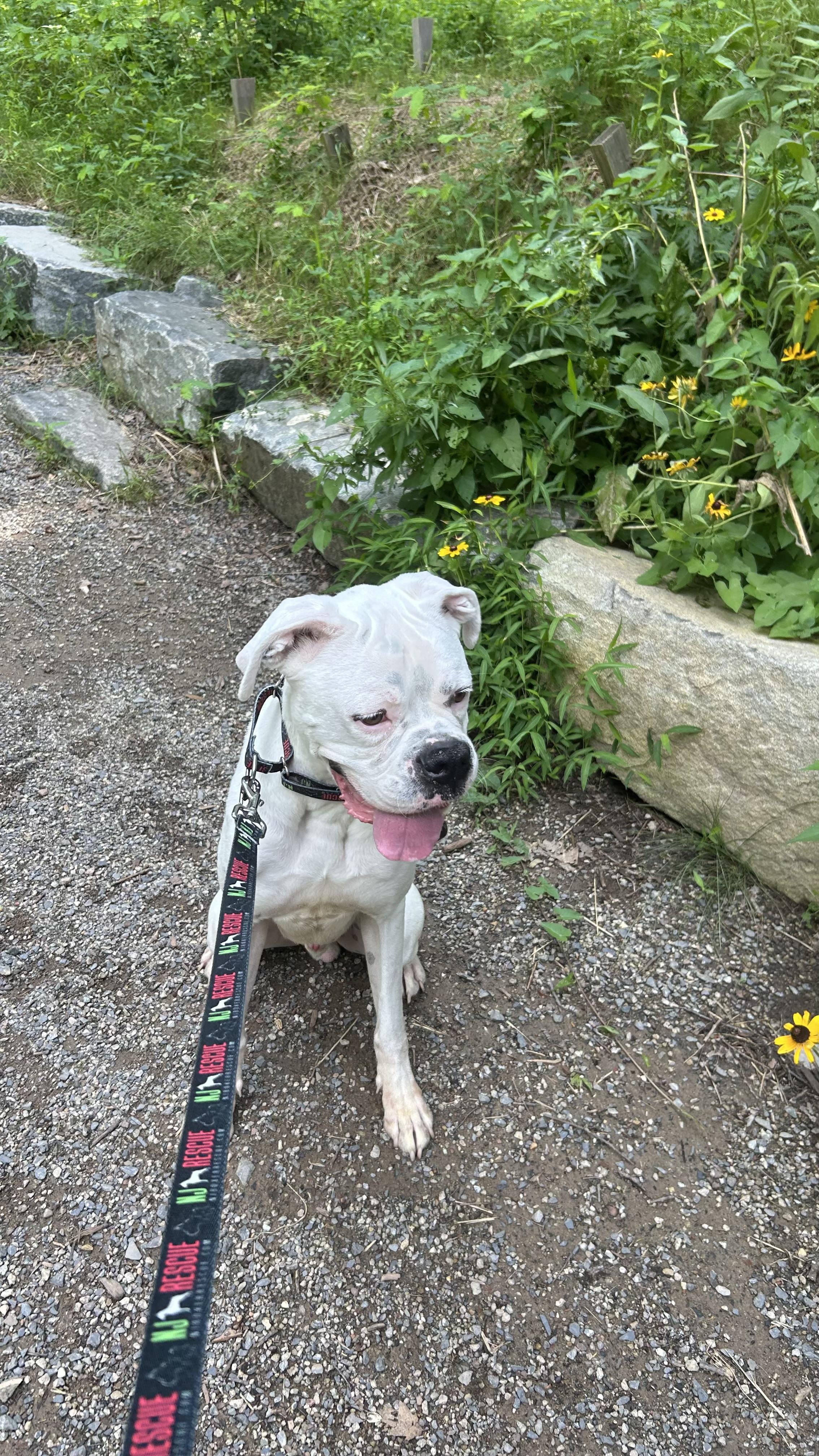 Ghost 2, an adopted Boxer in Middlesex, NJ image 6/6