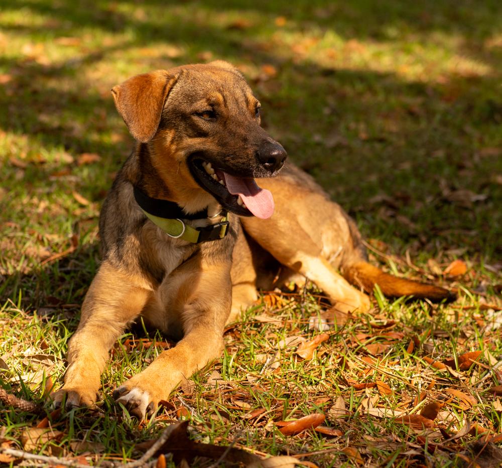 Sergio, a Adoptable mixed breed in Spring Hill, FL image 1/11