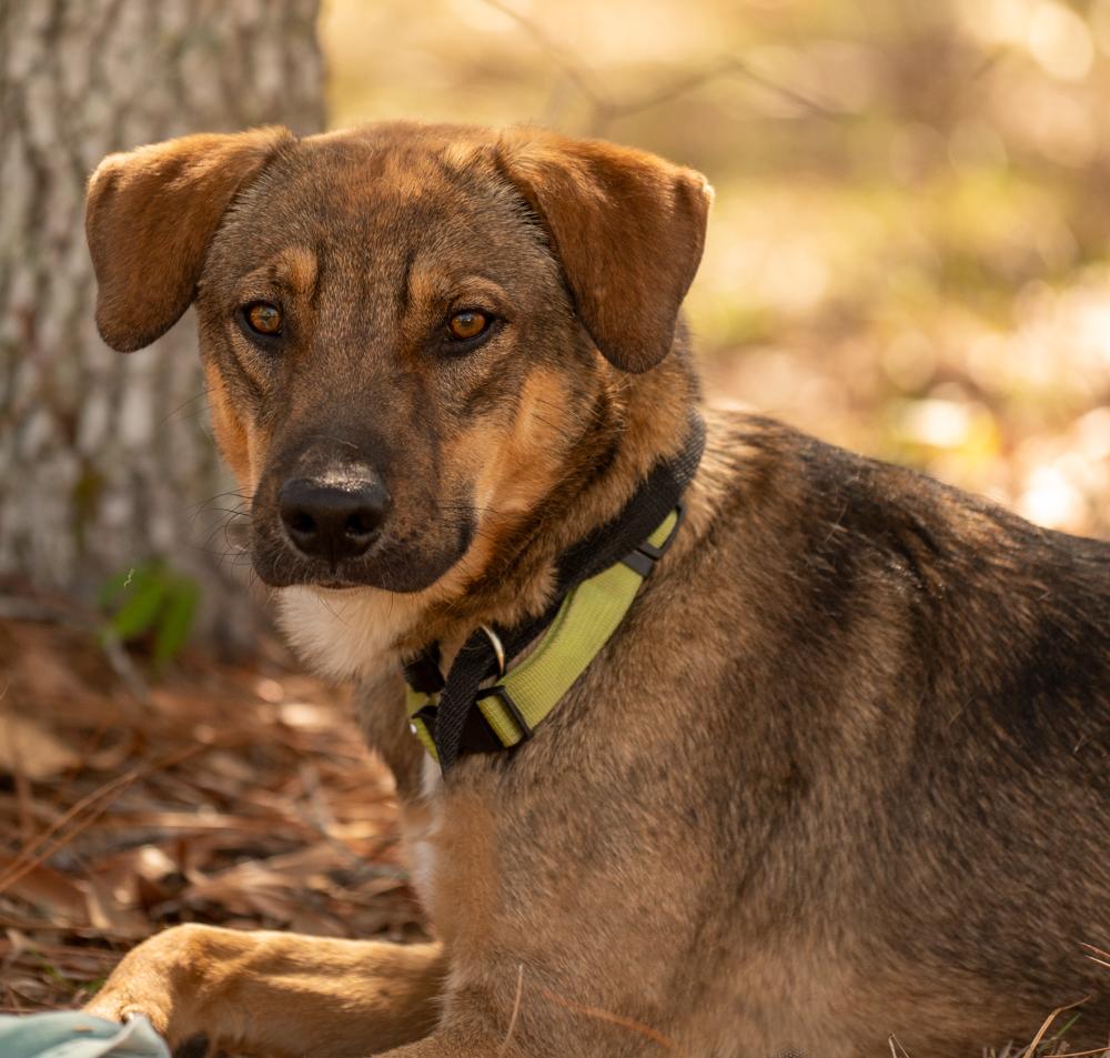 Sergio, a Adoptable mixed breed in Spring Hill, FL image 2/11
