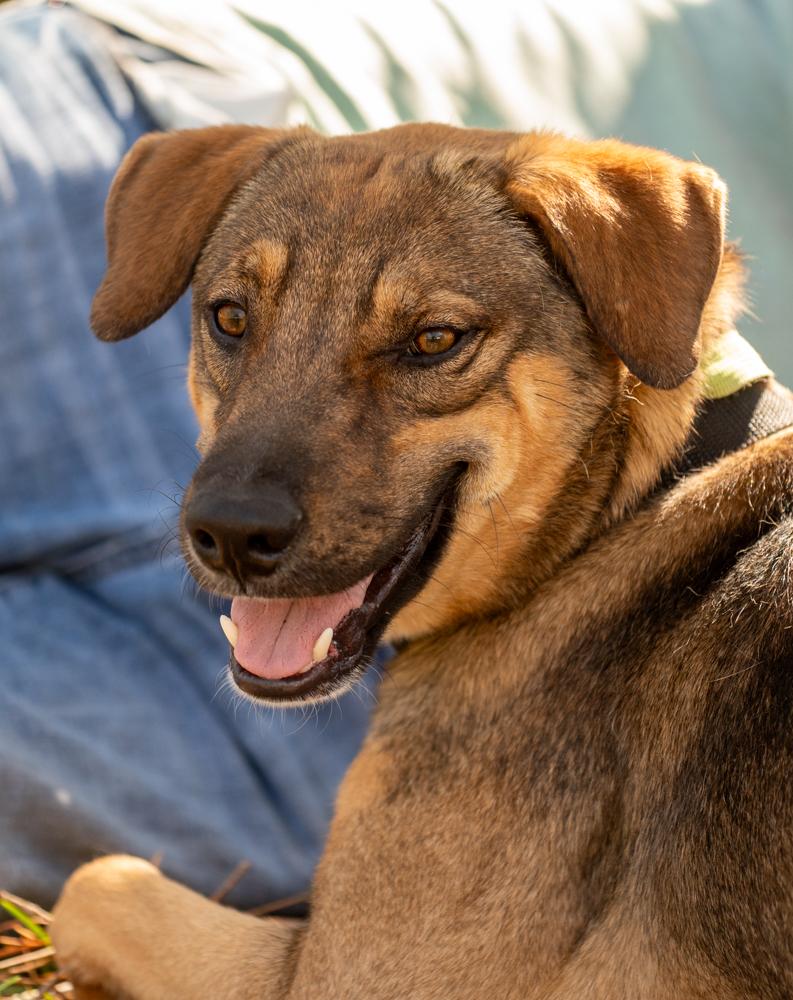 Sergio, a Adoptable mixed breed in Spring Hill, FL image 3/11