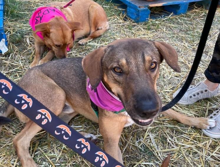 Sergio, a Adoptable mixed breed in Spring Hill, FL image 4/11