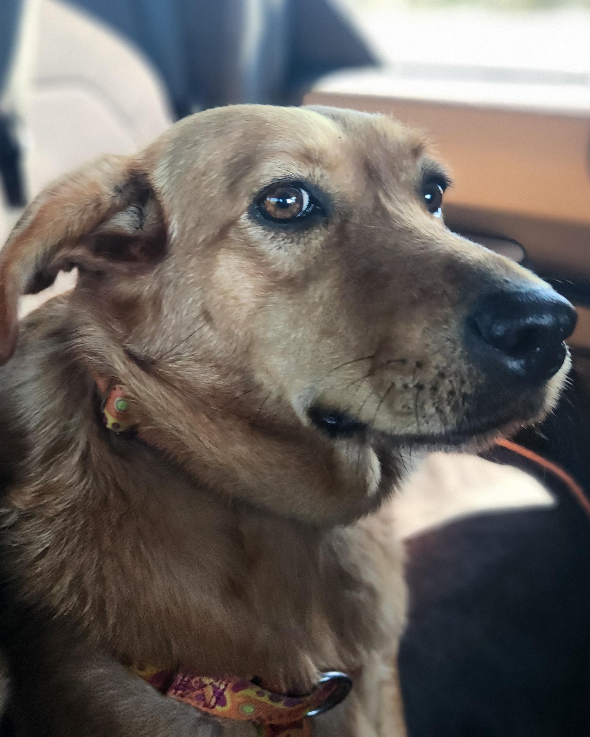 Sergio, a Adoptable mixed breed in Spring Hill, FL image 5/11