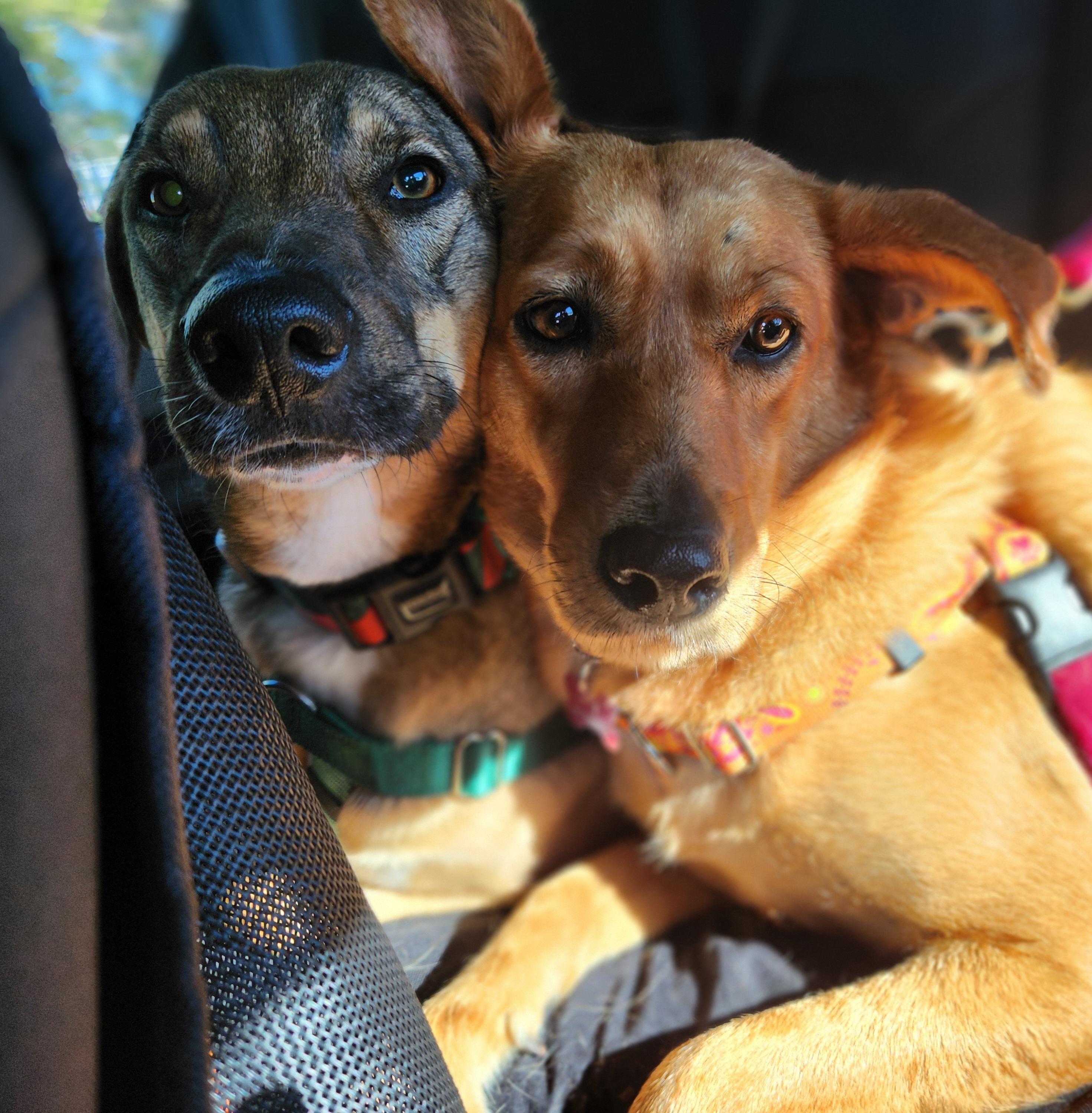 Sergio, a Adoptable mixed breed in Spring Hill, FL image 6/11