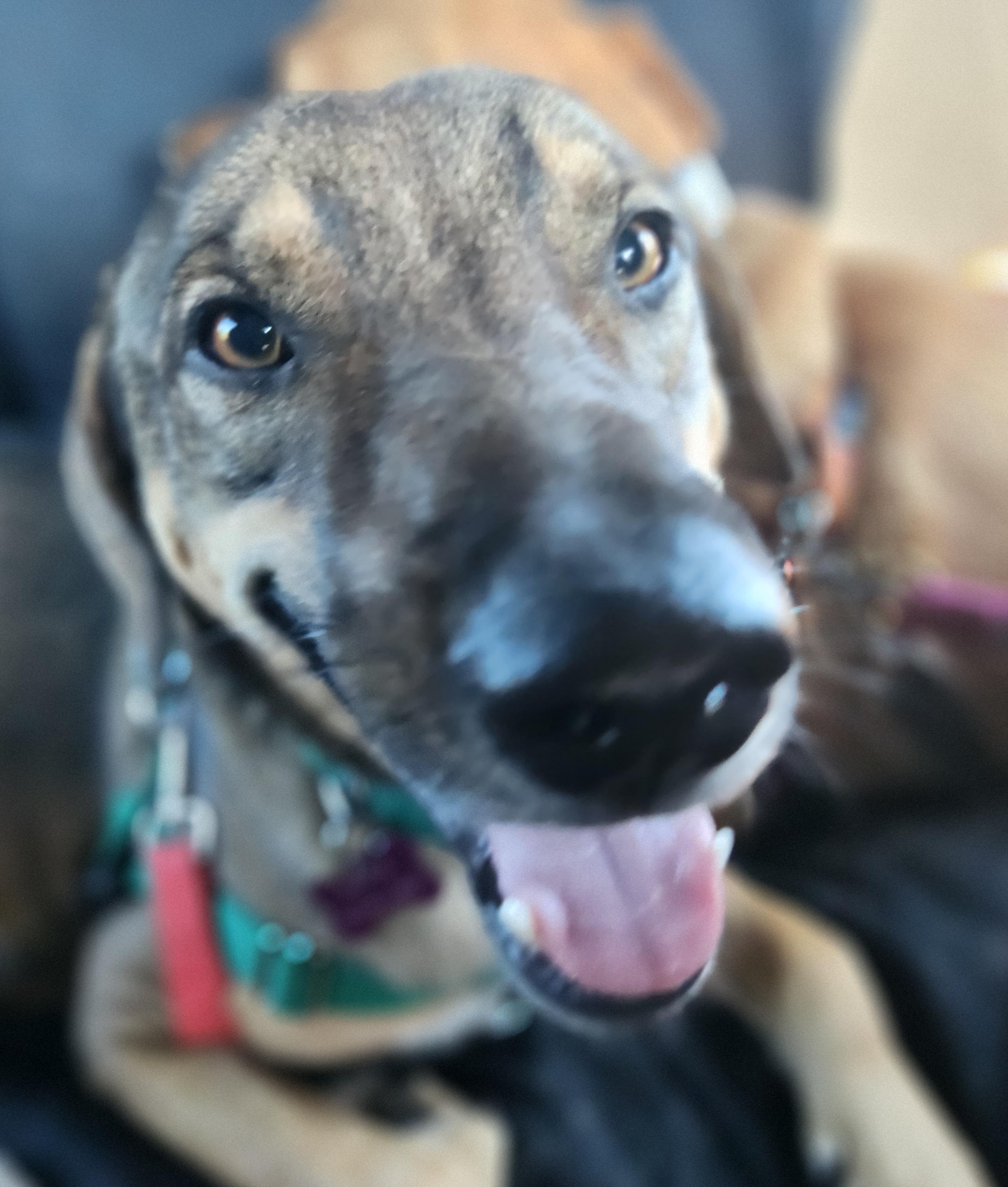 Enlarge Sergio, a Adoptable mixed breed in Spring Hill, FL image 9/11