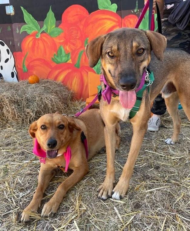 Enlarge Sergio, a Adoptable mixed breed in Spring Hill, FL image 10/11