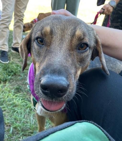 Enlarge Sergio, a Adoptable mixed breed in Spring Hill, FL image 11/11