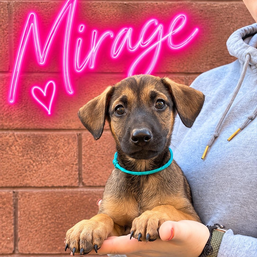 Enlarge Mirage, a Adoptable Doberman Pinscher in Henderson, NV image 1/1