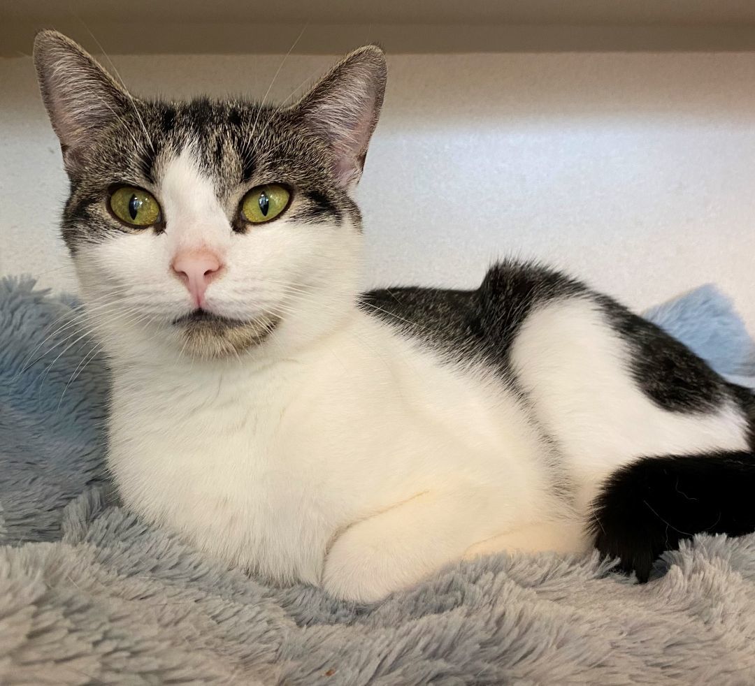 Enlarge Silly Sally, a Adoptable Domestic Short Hair in Eatontown, NJ image 9/12