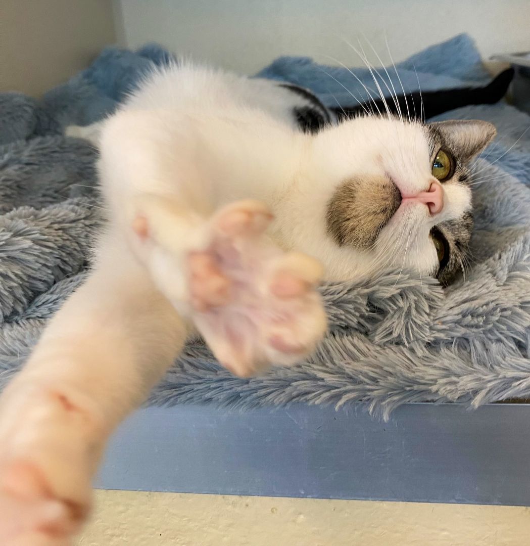 Enlarge Silly Sally, a Adoptable Domestic Short Hair in Eatontown, NJ image 8/12