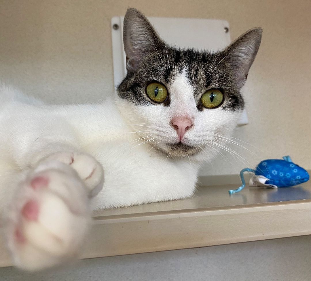 Enlarge Silly Sally, a Adoptable Domestic Short Hair in Eatontown, NJ image 10/12