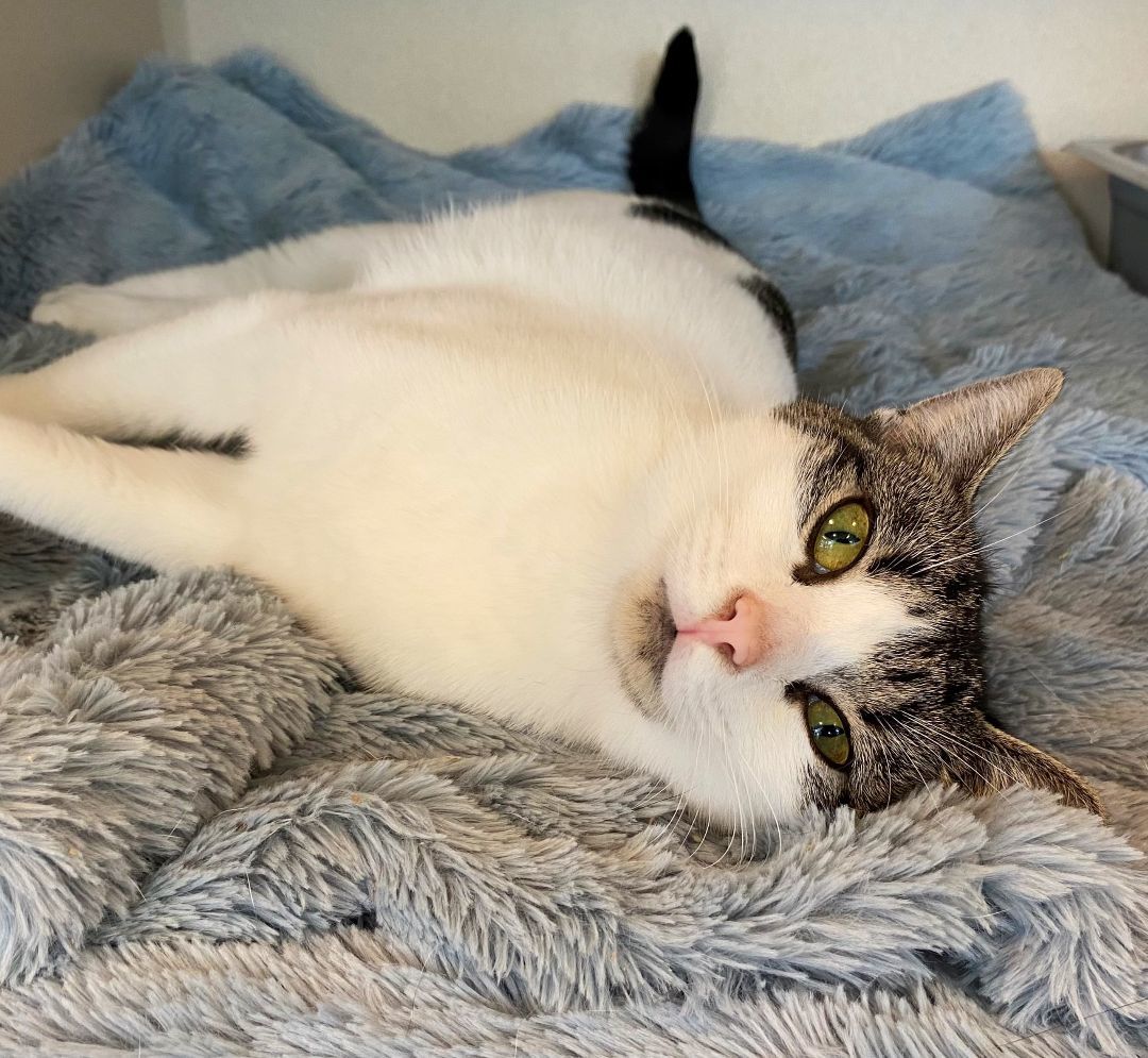 Enlarge Silly Sally, a Adoptable Domestic Short Hair in Eatontown, NJ image 11/12