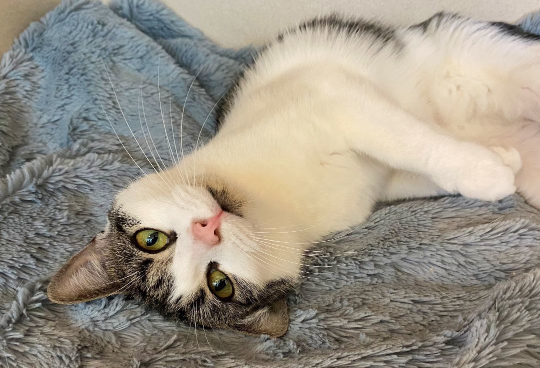 Enlarge Silly Sally, a Adoptable Domestic Short Hair in Eatontown, NJ image 12/12