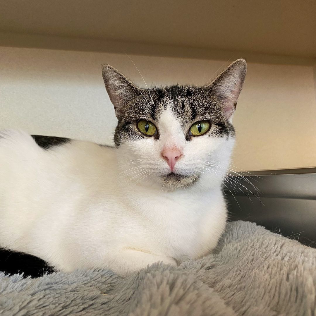 Silly Sally, Adoptable, Adult Female Domestic Short Hair.