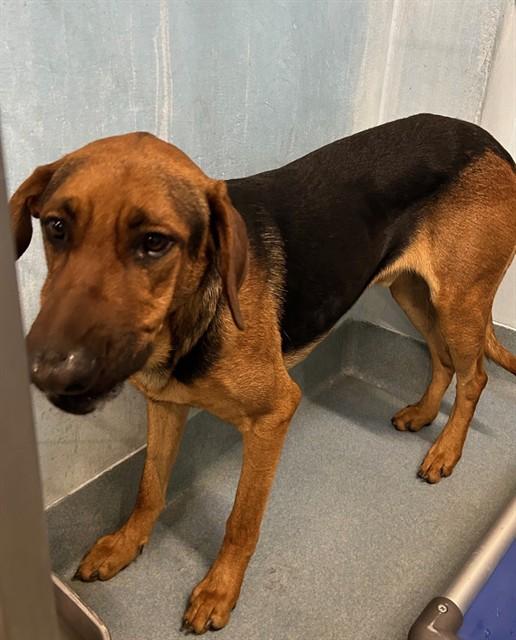 Enlarge PALMER, a Adoptable Rhodesian Ridgeback in Baldwin Park, CA image 1/3