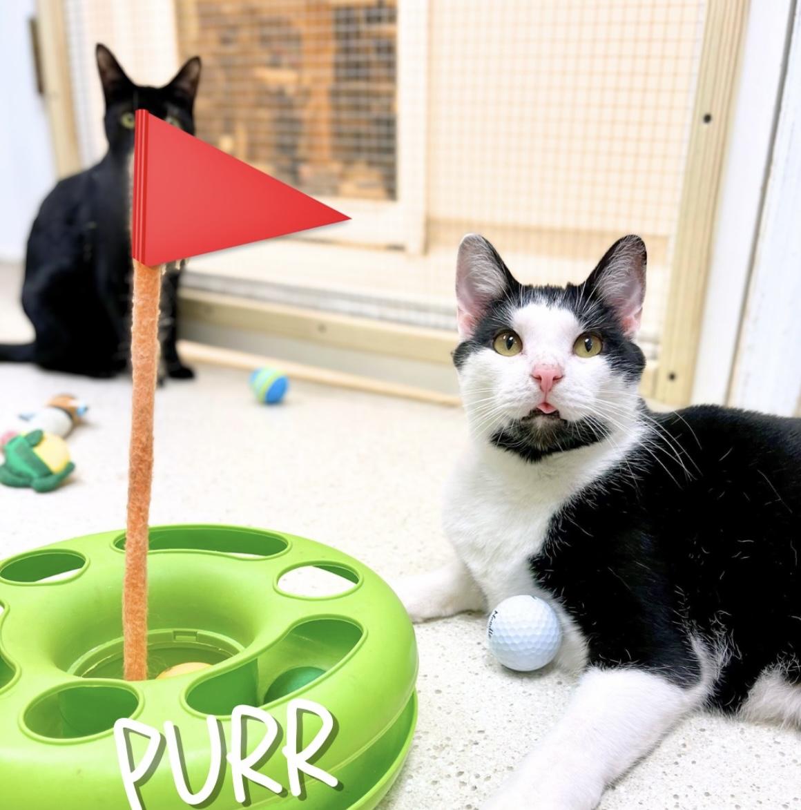 BonJovi, Adoptable, Adult Male Domestic Short Hair.