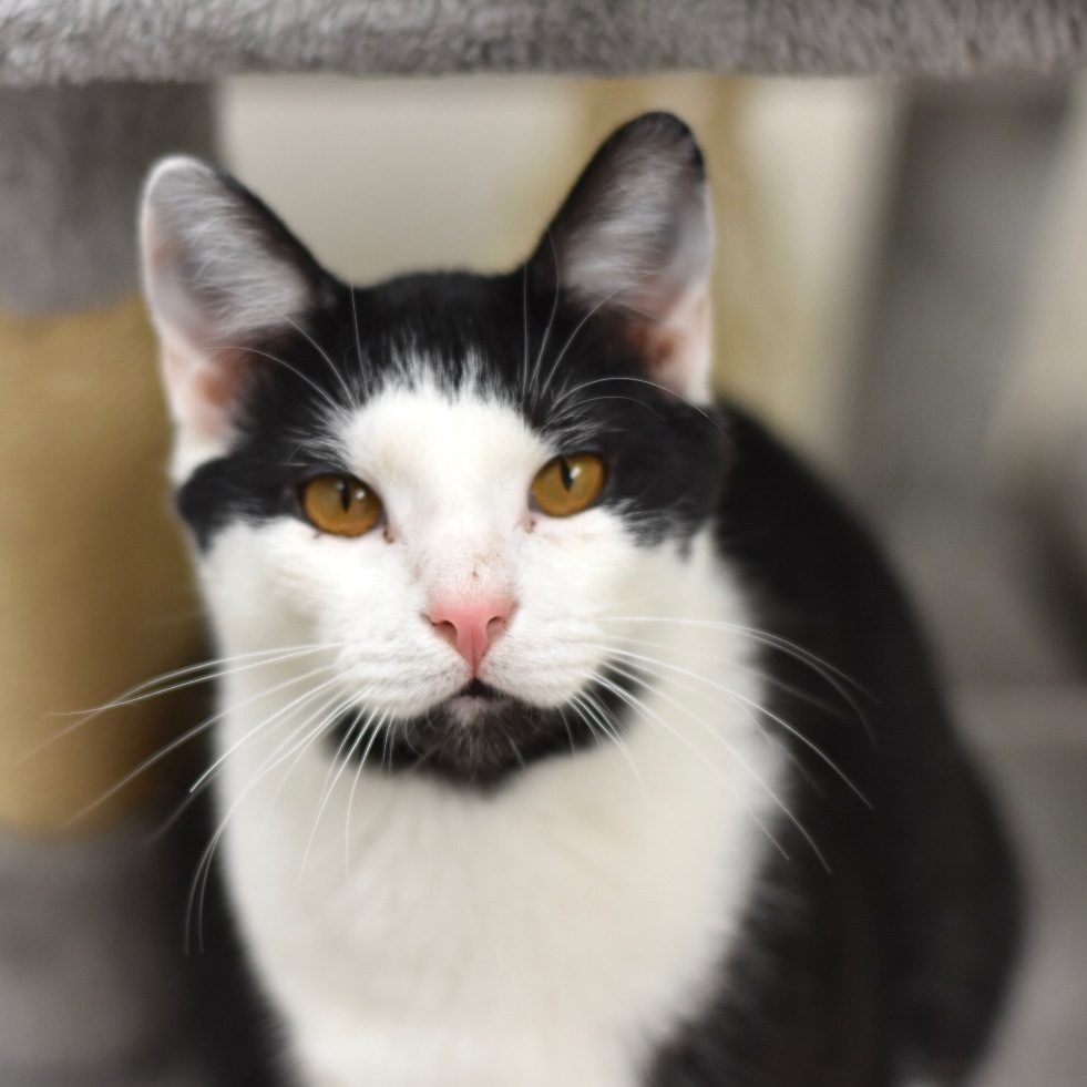 Enlarge BonJovi, a Adoptable Domestic Short Hair in Cincinnati, OH image 6/6