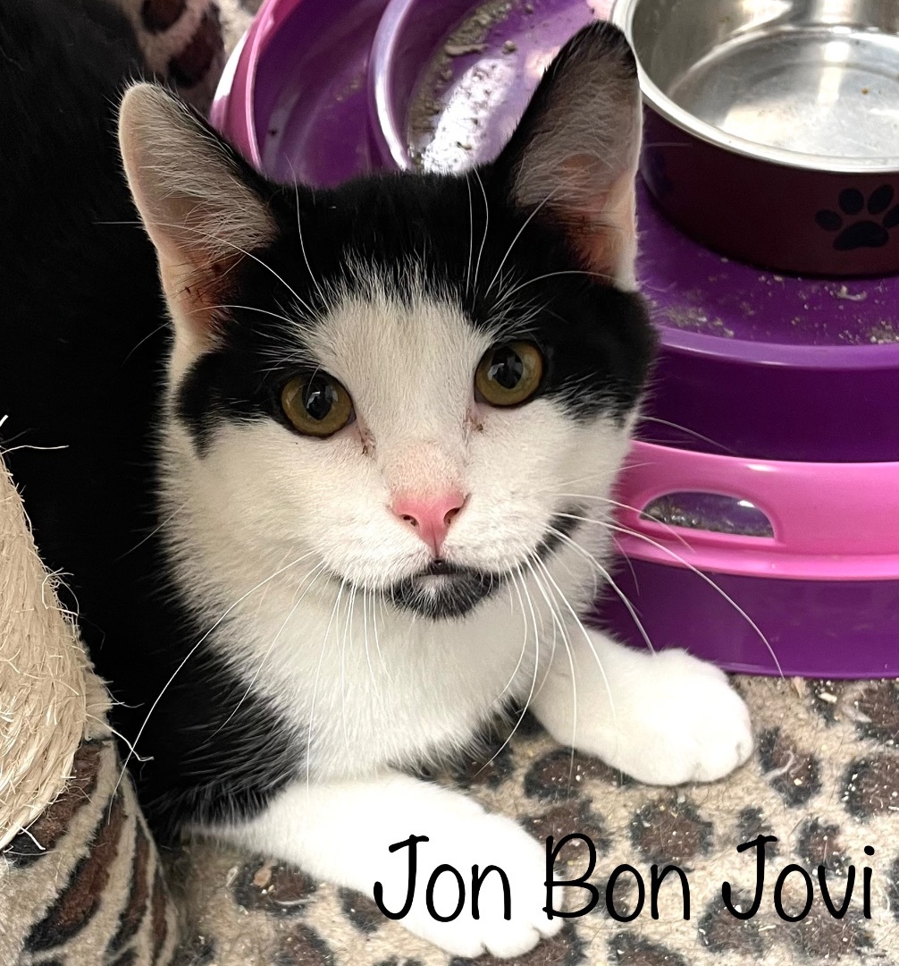 Enlarge BonJovi, a Adoptable Domestic Short Hair in Cincinnati, OH image 4/6