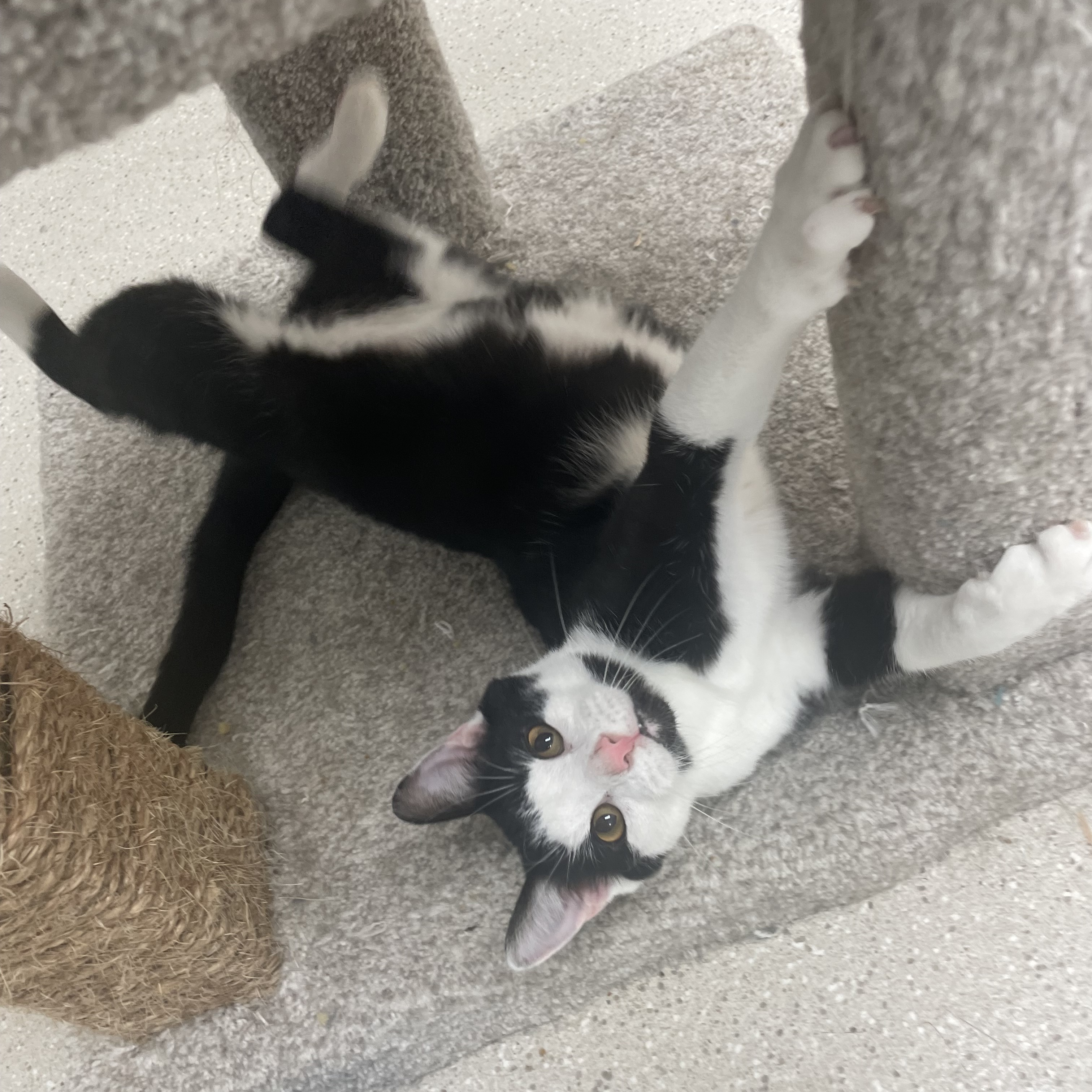 Enlarge BonJovi, a Adoptable Domestic Short Hair in Cincinnati, OH image 2/6