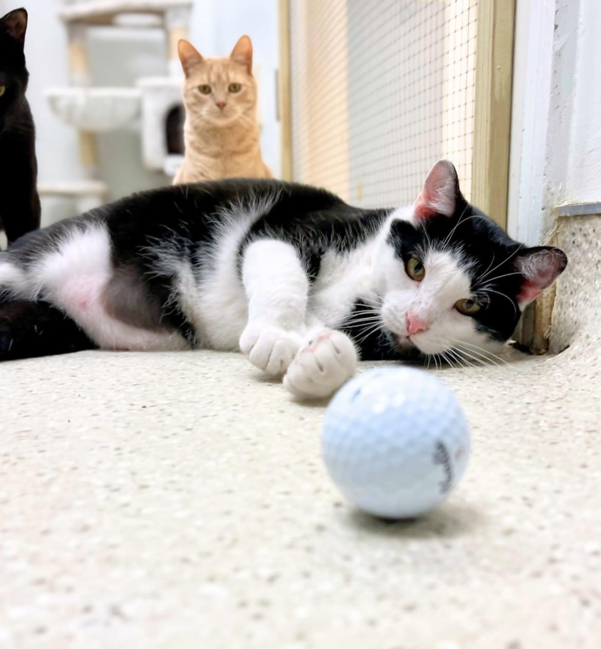 Enlarge BonJovi, a Adoptable Domestic Short Hair in Cincinnati, OH image 3/6