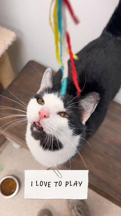 Enlarge BonJovi, a Adoptable Domestic Short Hair in Cincinnati, OH video 6/6